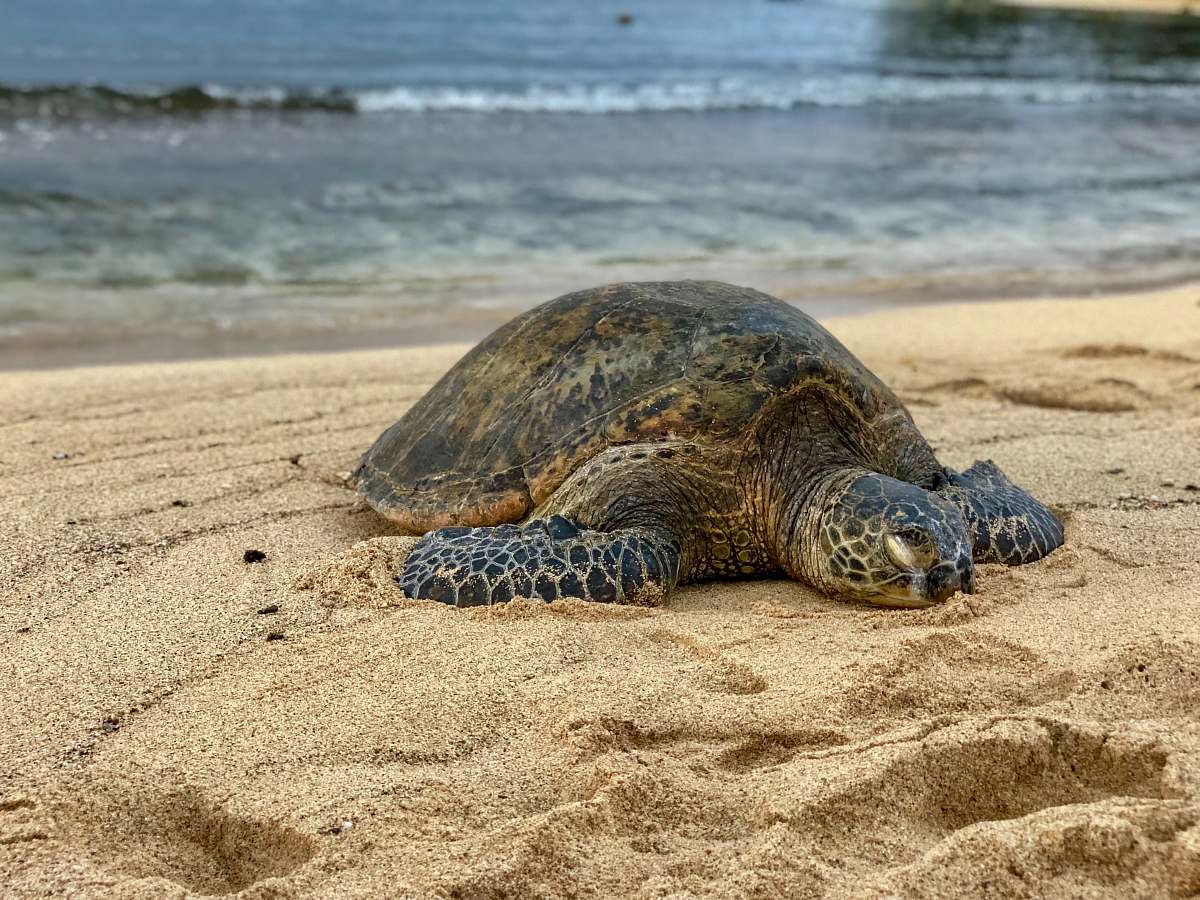 sea life turtle on beach sand reptile